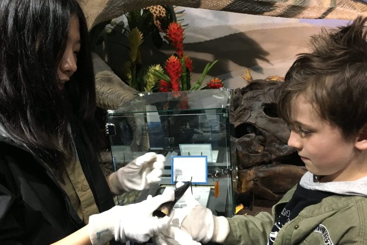Two people wearing gloves hold and examine a T.rex tooth in a museum setting.
