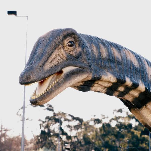 a close up of a reptile