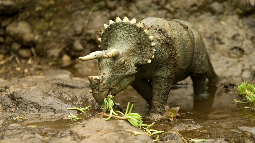 National Dinosaur Museum Dino News : Triceratops -The Amazing Three ...