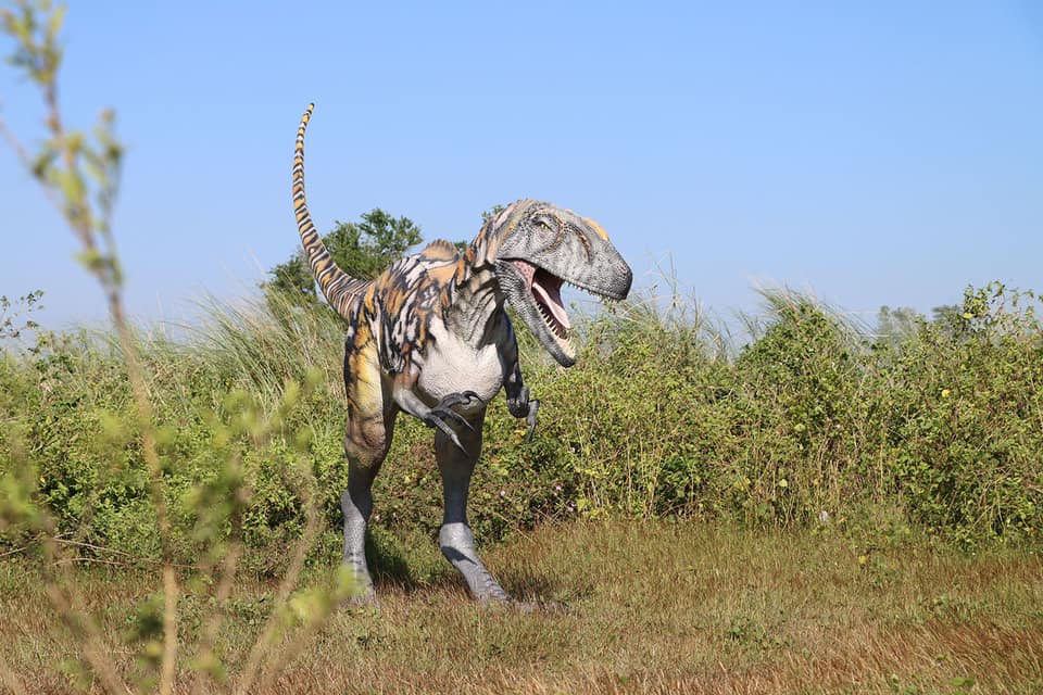 Australovenator Dinosaur