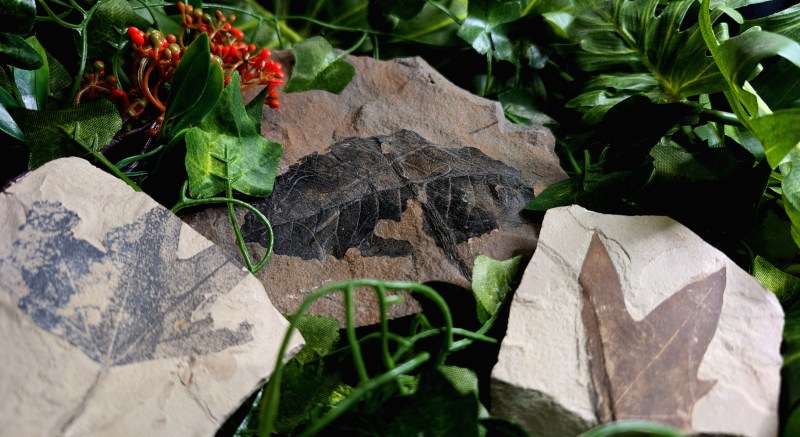 Fossilized leaves on rocks surrounded by green plants and red berries.